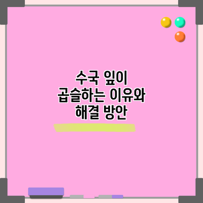수국 잎이 곱슬하는 이유와 해결 방안
